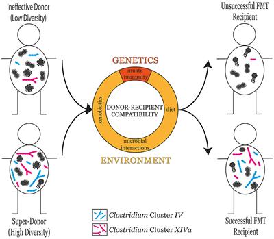 Frontiers The Super Donor Phenomenon In Fecal Microbiota Transplantation